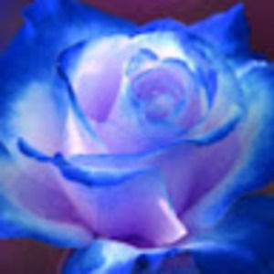 Meet your Posher, Quinn